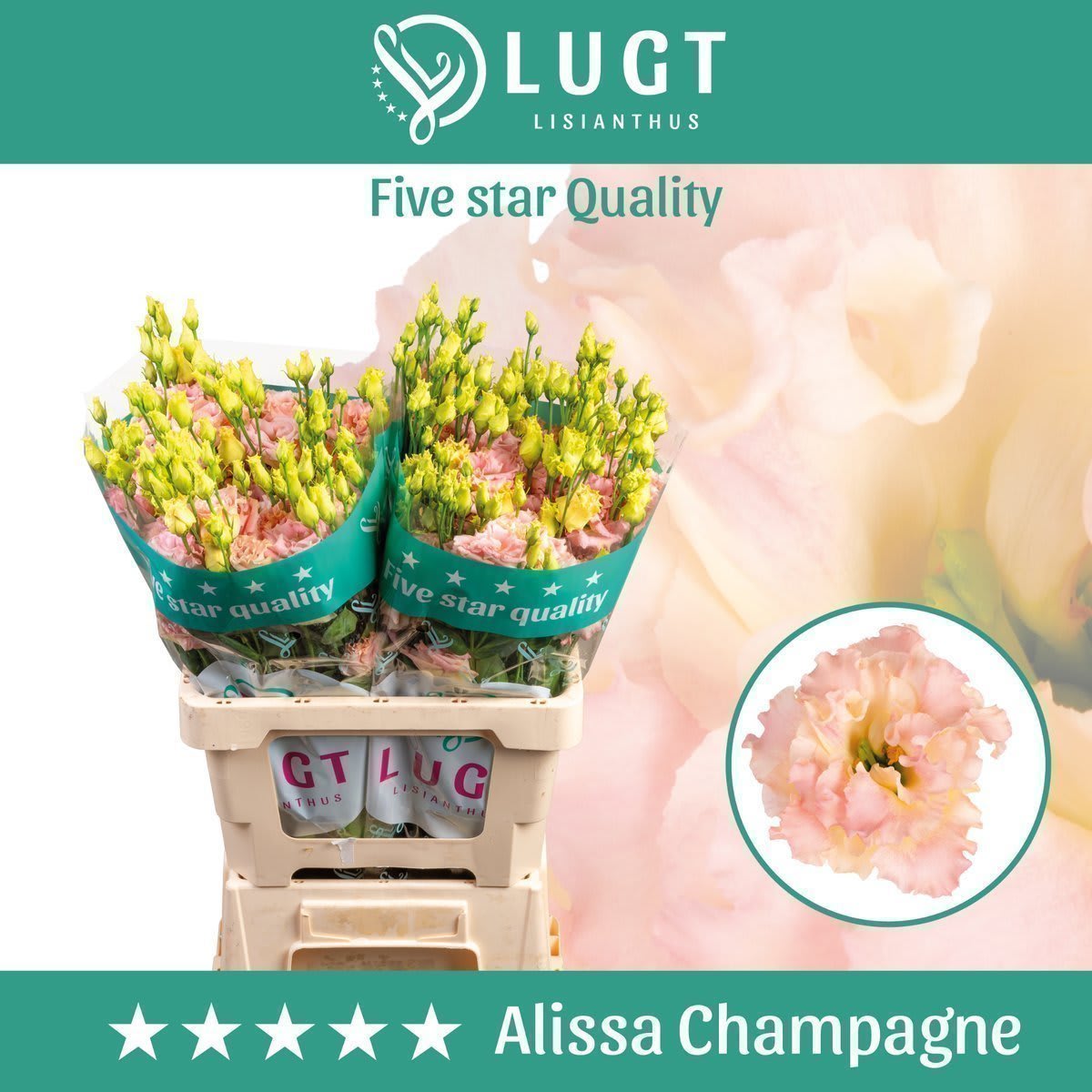 Срезанные цветы оптом Lisianthus do alissa champagne от 20шт. из Голландии с доставкой по России