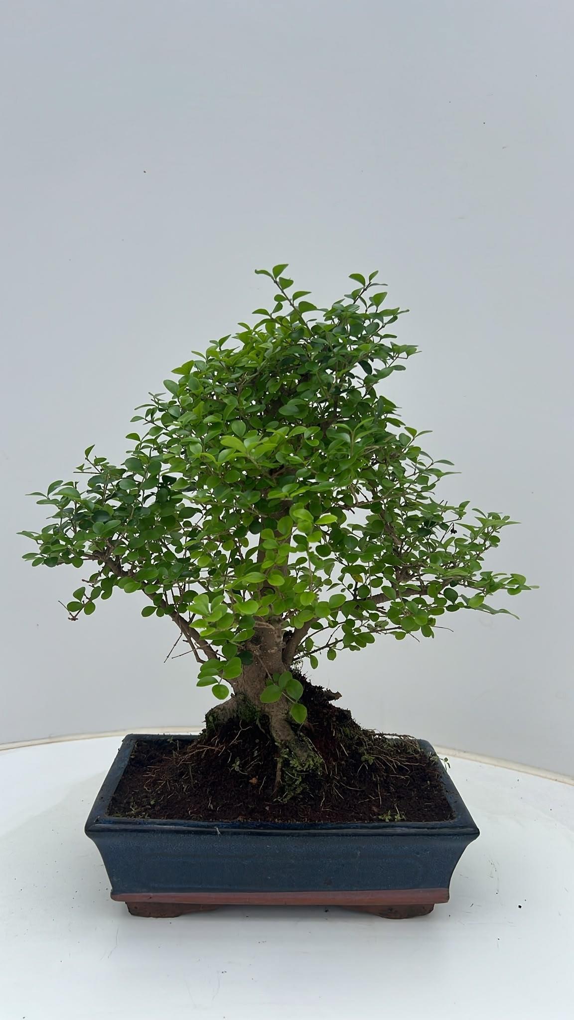 Горшечные цветы и растения оптом Ligustrum Sinensis, 25cm., Without Drip Tray от 2шт из Голландии с доставкой по России