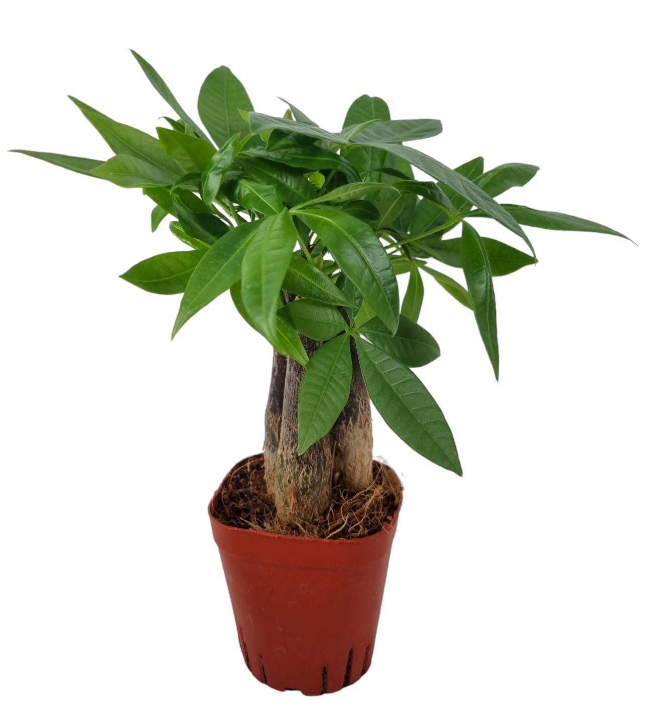 Горшечные цветы и растения оптом Pachira Aquatica от 16шт (для телеги) из Голландии с доставкой по России