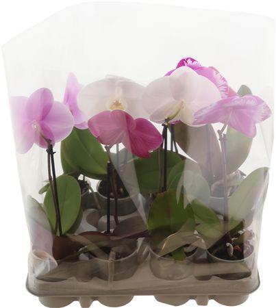 Горшечные цветы и растения оптом Phal Singolo Gemengd 1 Tak от 8шт (для телеги) из Голландии с доставкой по России