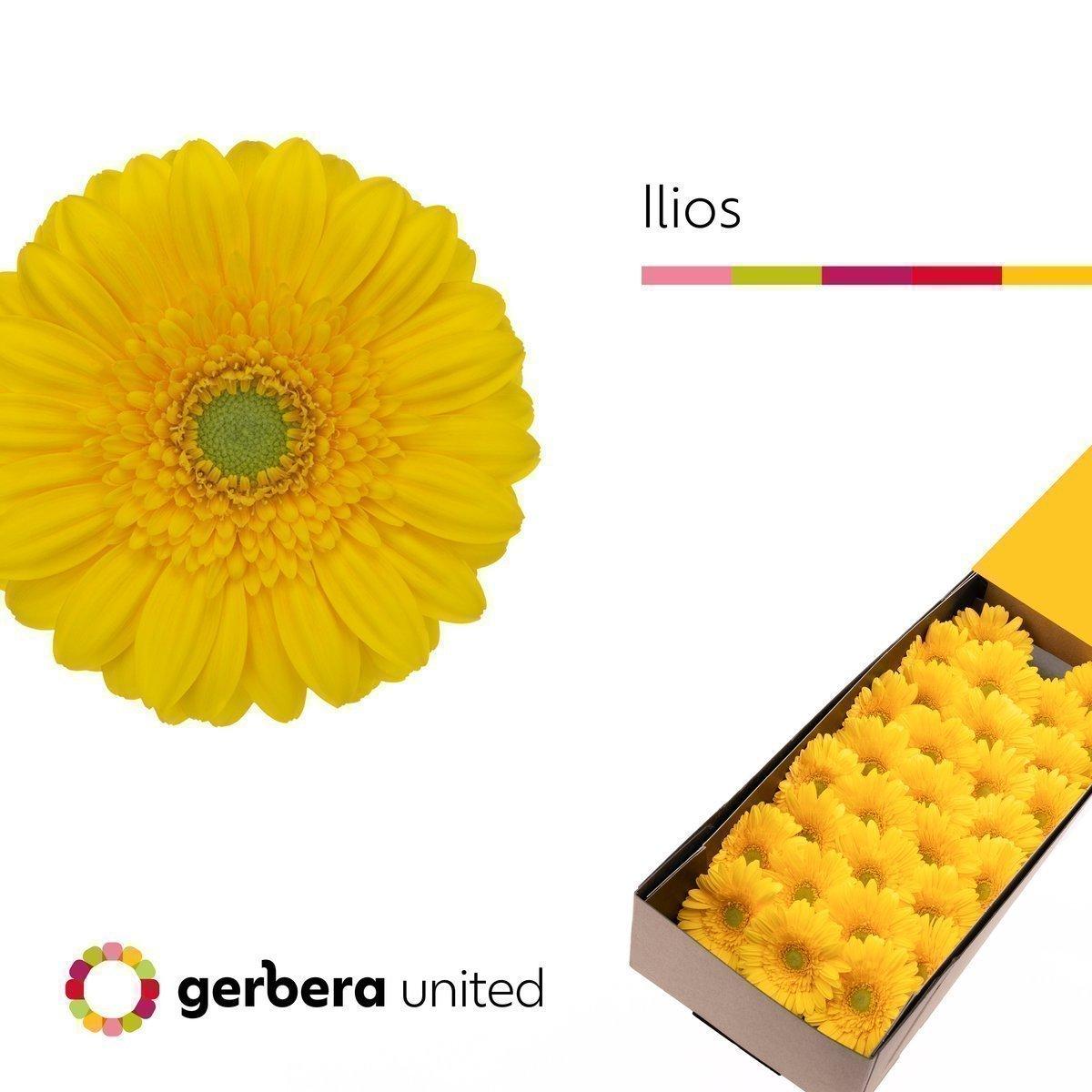 Срезанные цветы оптом Germini ilios от 30шт из Голландии с доставкой по России