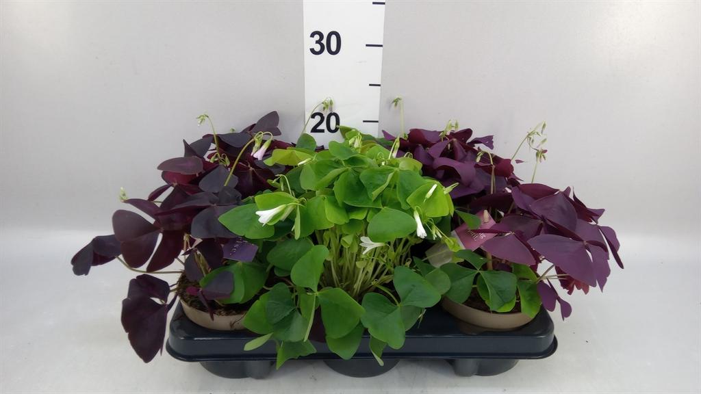Горшечные цветы и растения оптом Oxalis ... от 6шт из Голландии с доставкой по России