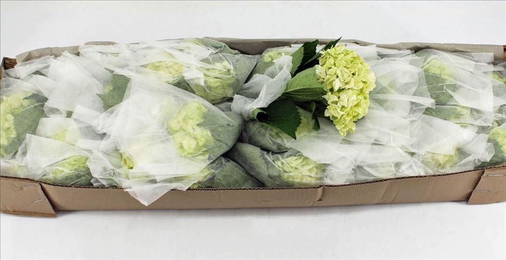 Срезанные цветы оптом Hydrangea lima от 12шт из Голландии с доставкой по России