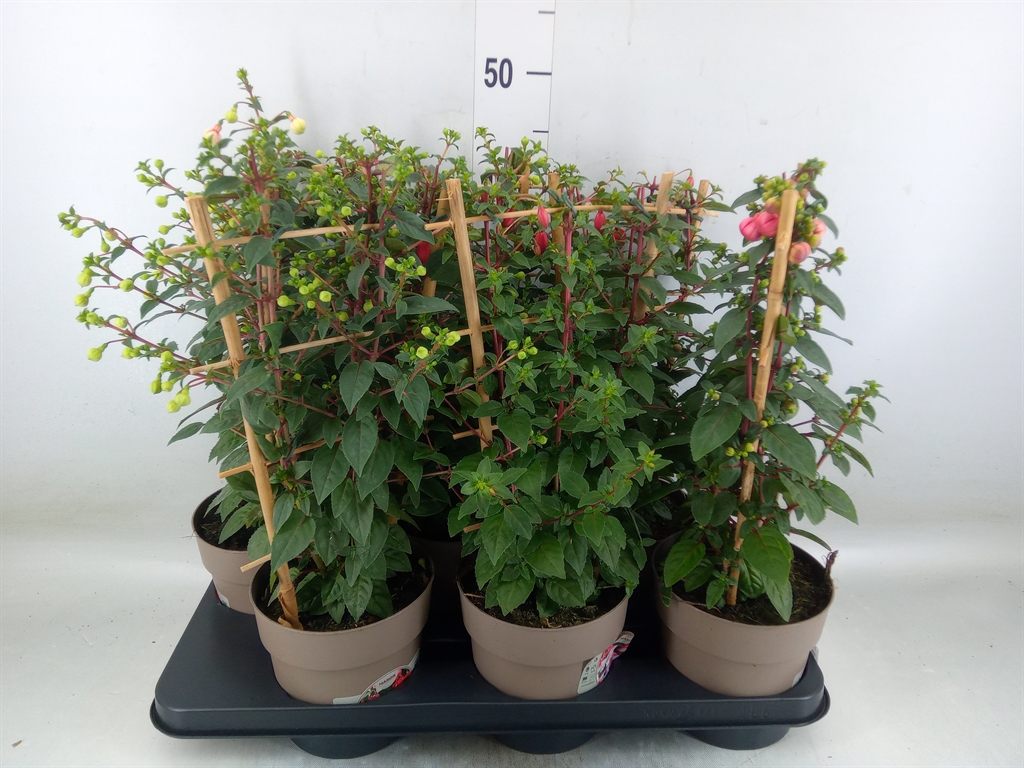 Горшечные цветы и растения оптом Fuchsia   ...mix от 6шт из Голландии с доставкой по России