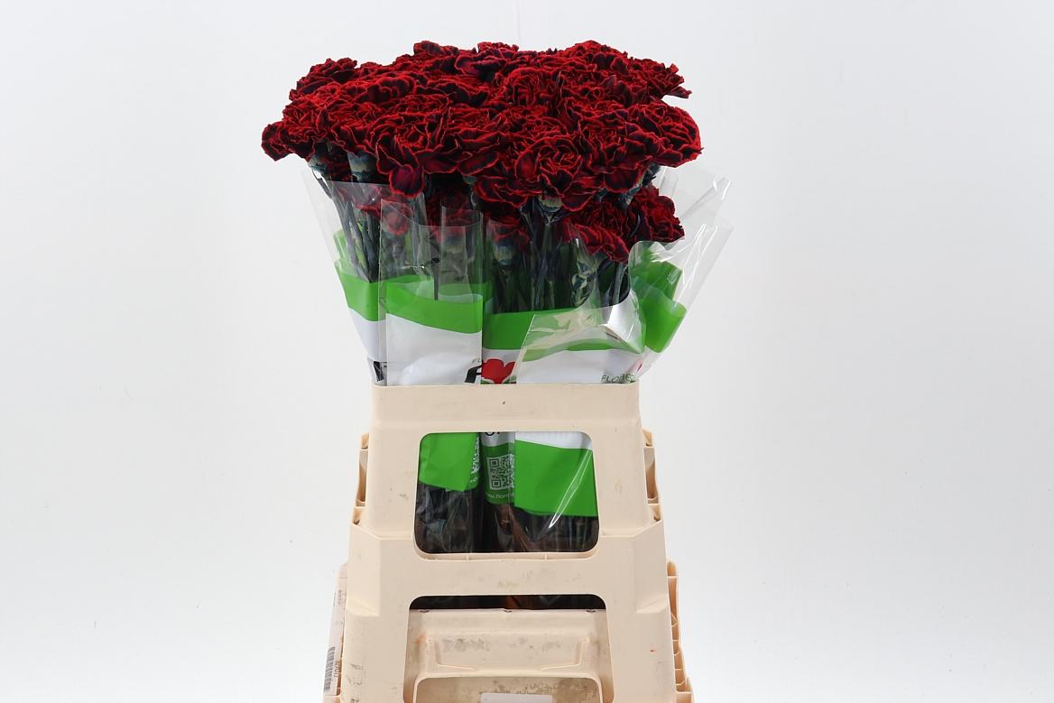 Срезанные цветы оптом Dianthus st paint christmas dream от 80шт из Голландии с доставкой по России Срезанные цветы оптом Dianthus st paint christmas dream от 80шт из Голландии с доставкой по России