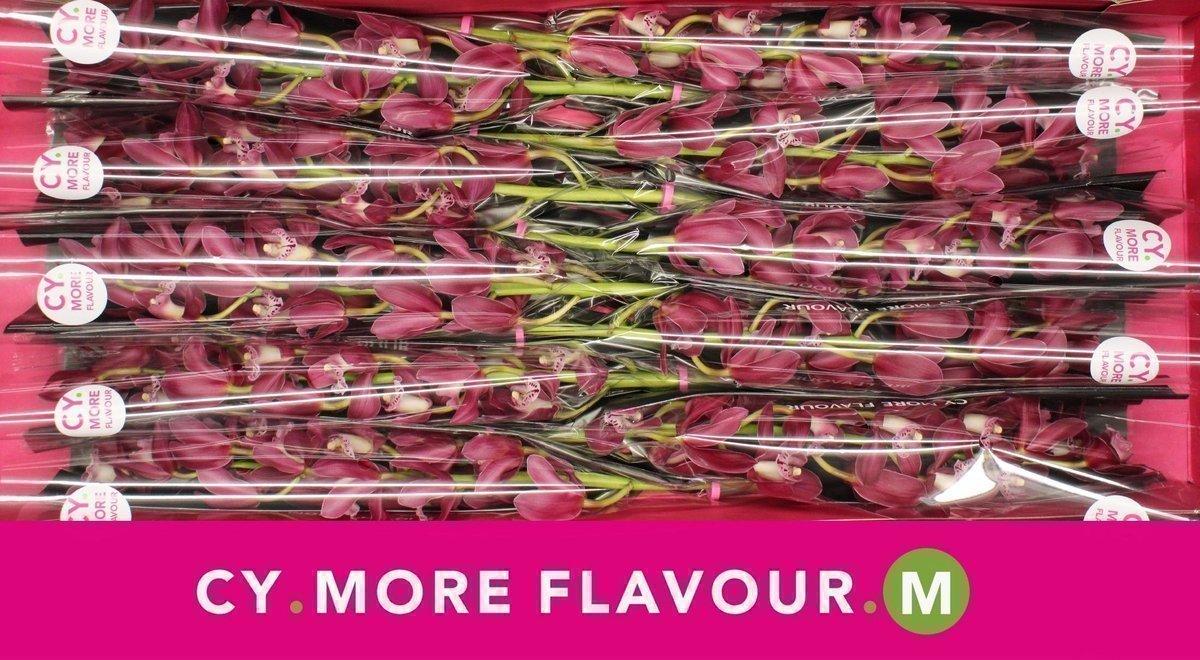 Срезанные цветы оптом Minicymbidium red earliflame от 10шт из Голландии с доставкой по России