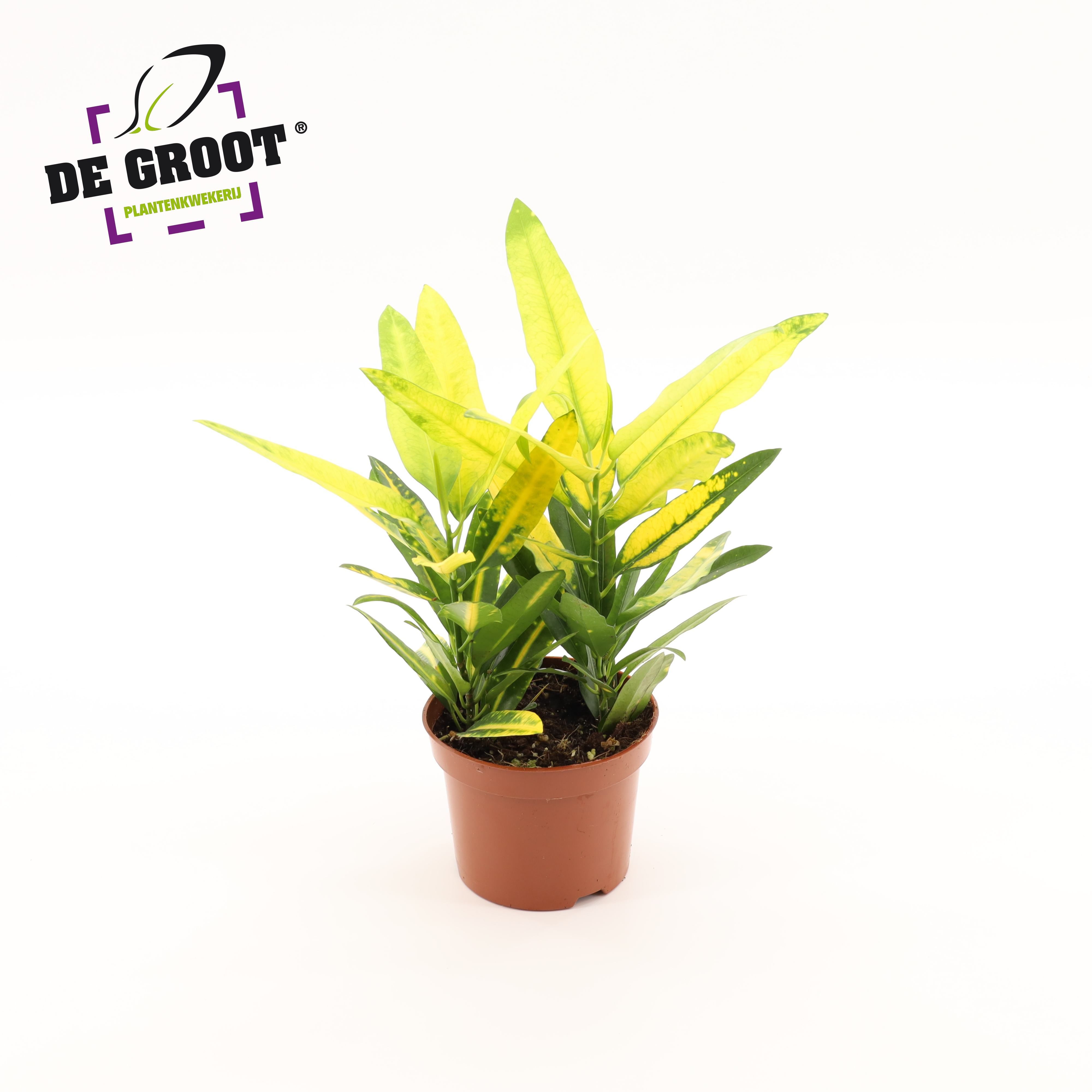Горшечные цветы и растения оптом Codiaeum  Sunny Star от 10шт из Голландии с доставкой по России