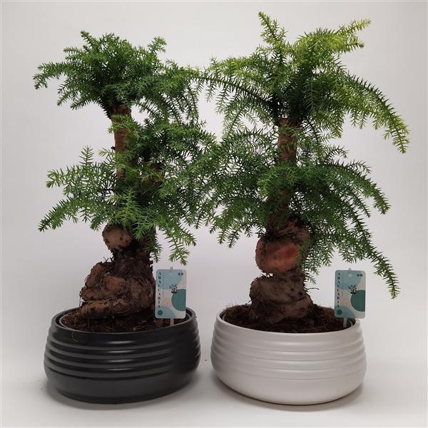 Горшечные цветы и растения оптом Bonsai Araucaria Cunninghamii Spiral от 2шт из Голландии с доставкой по России