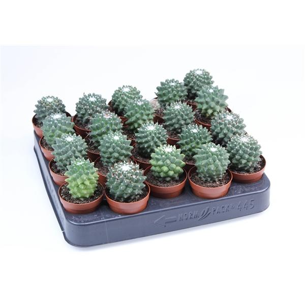 Горшечные цветы и растения оптом Mammillaria Toluc от 20шт (для телеги) из Голландии с доставкой по России