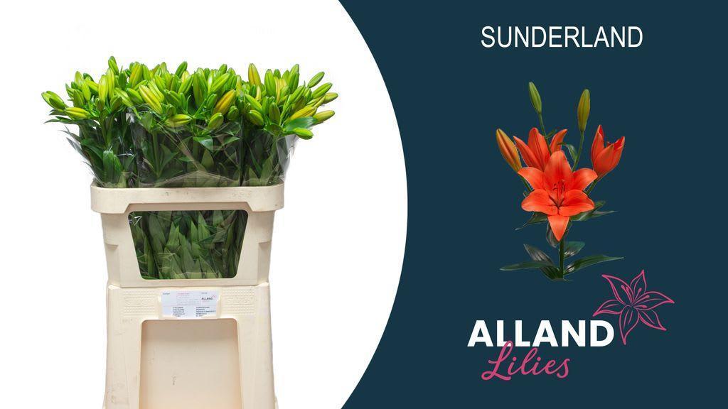 Срезанные цветы оптом Lilium la sunderland от 60шт из Голландии с доставкой по России
