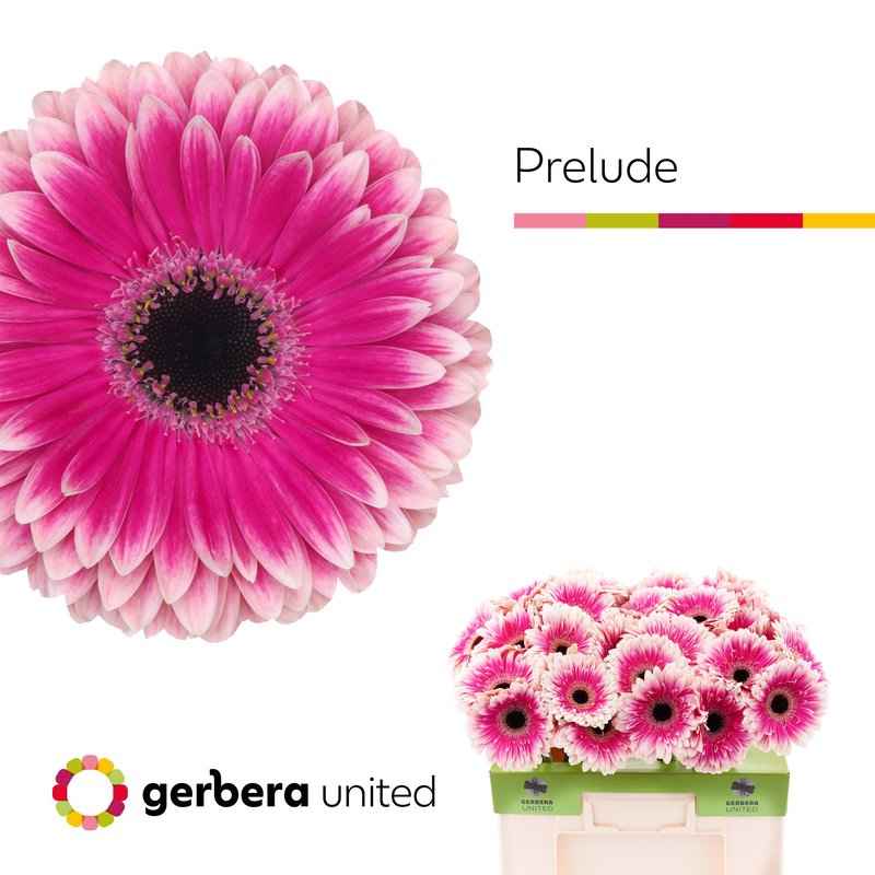 Срезанные цветы оптом Gerbera prelude от 50шт из Голландии с доставкой по России