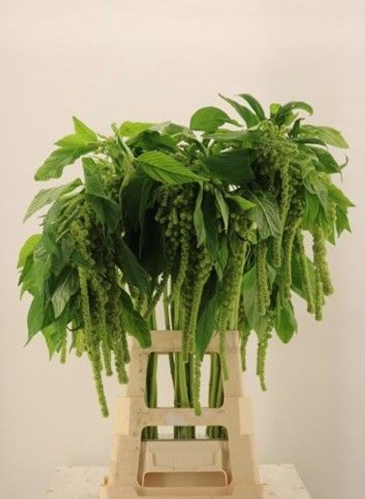 Срезанные цветы оптом Amaranthus caudatus cycloop от 50шт из Голландии с доставкой по России