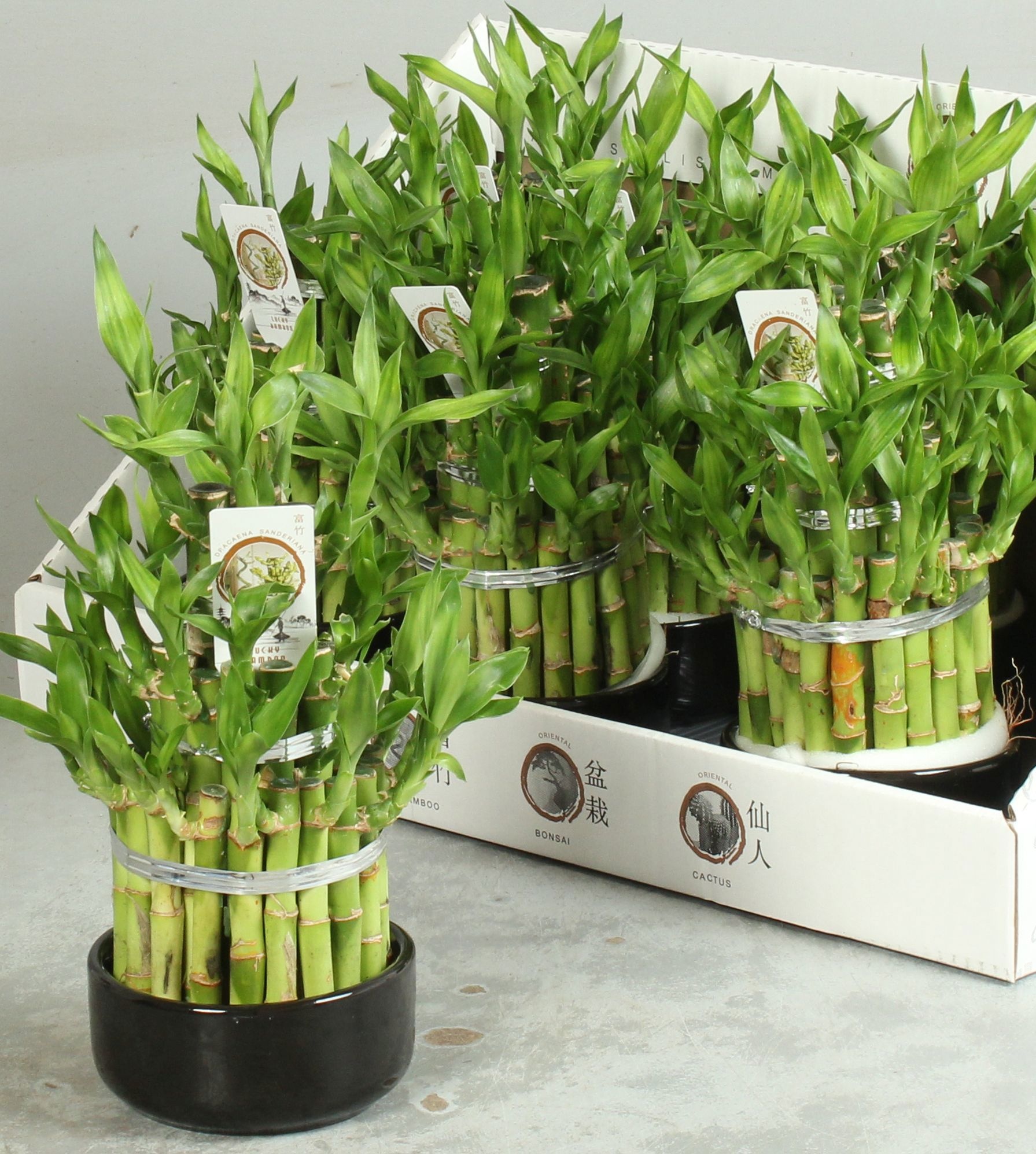 Горшечные цветы и растения оптом Dra Lucky Bamboo от 8шт из Голландии с доставкой по России