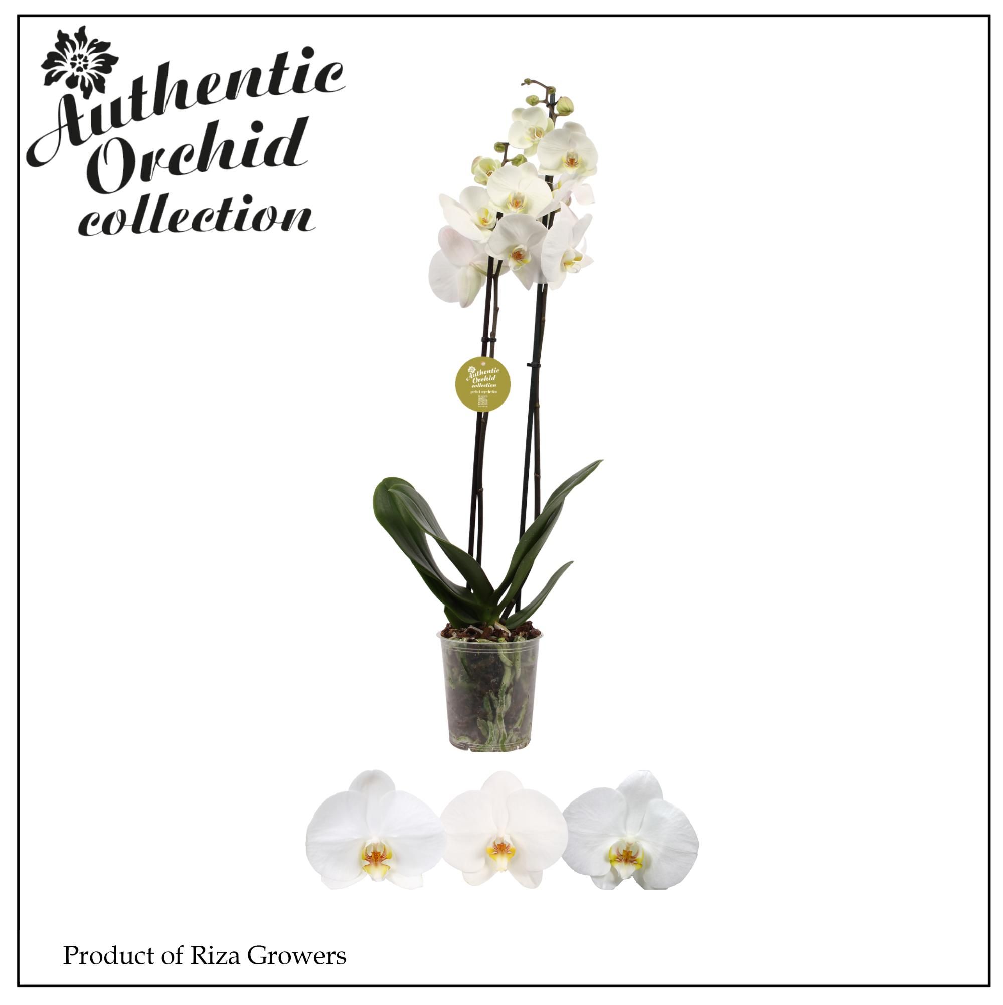 Горшечные цветы и растения оптом Phal 2st Authentic White 12+ (orchid Growers) от 10шт из Голландии с доставкой по России