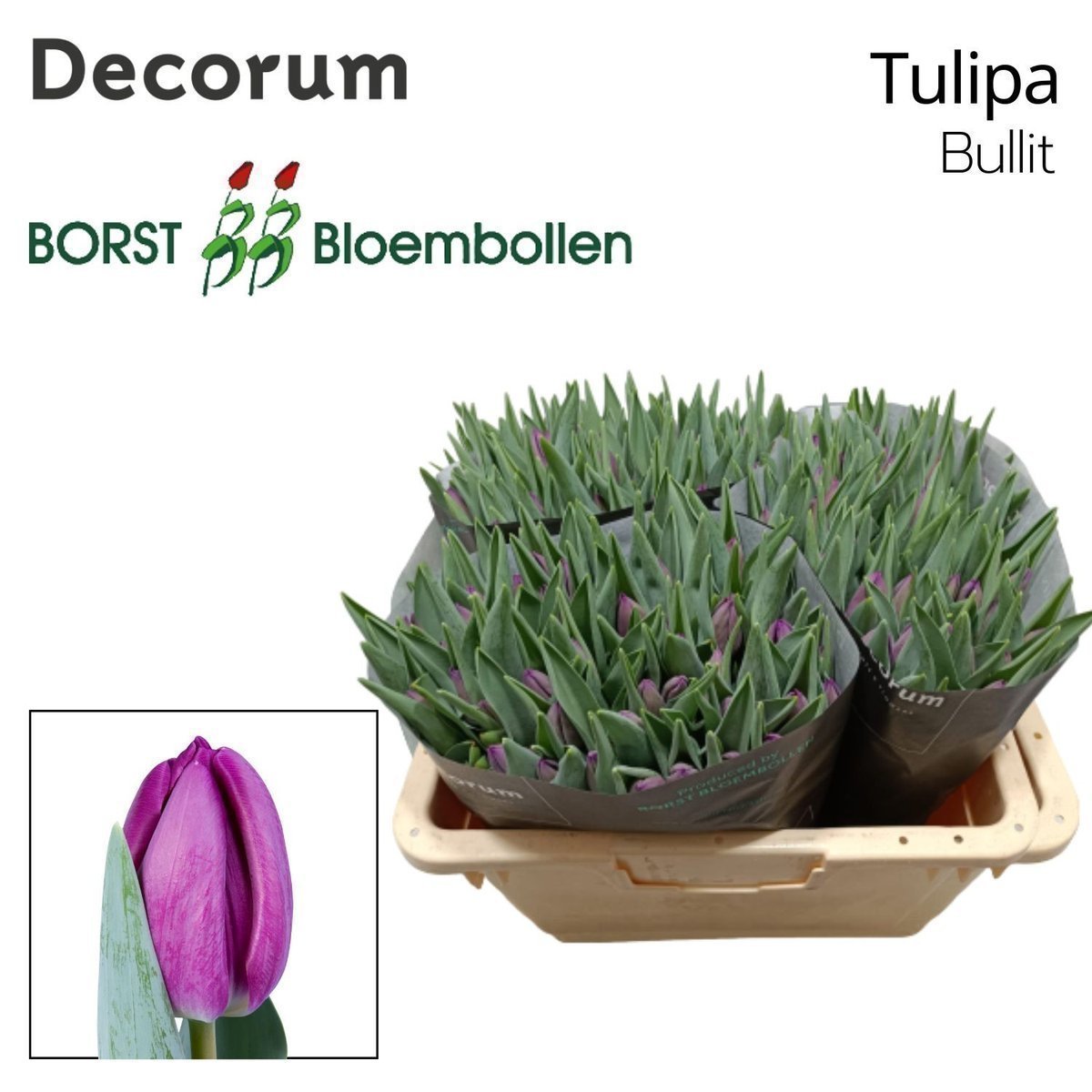 Срезанные цветы оптом Tulipa si bullit от 150шт из Голландии с доставкой по России