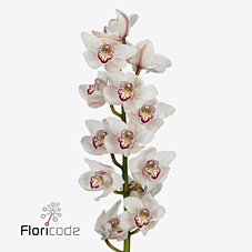 Срезанные цветы оптом Cymbidium white kiss me kate от 10шт из Голландии с доставкой по России