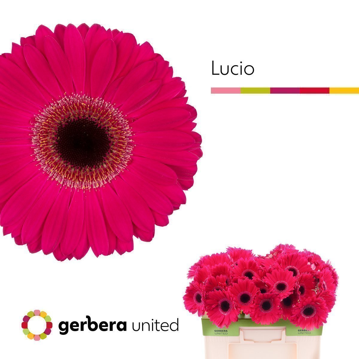 Срезанные цветы оптом Gerbera lucio от 40шт. из Голландии с доставкой по России