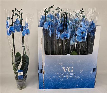 Горшечные цветы и растения оптом Phal **paint**blue 2 Branches 16+ от 10шт из Голландии с доставкой по России