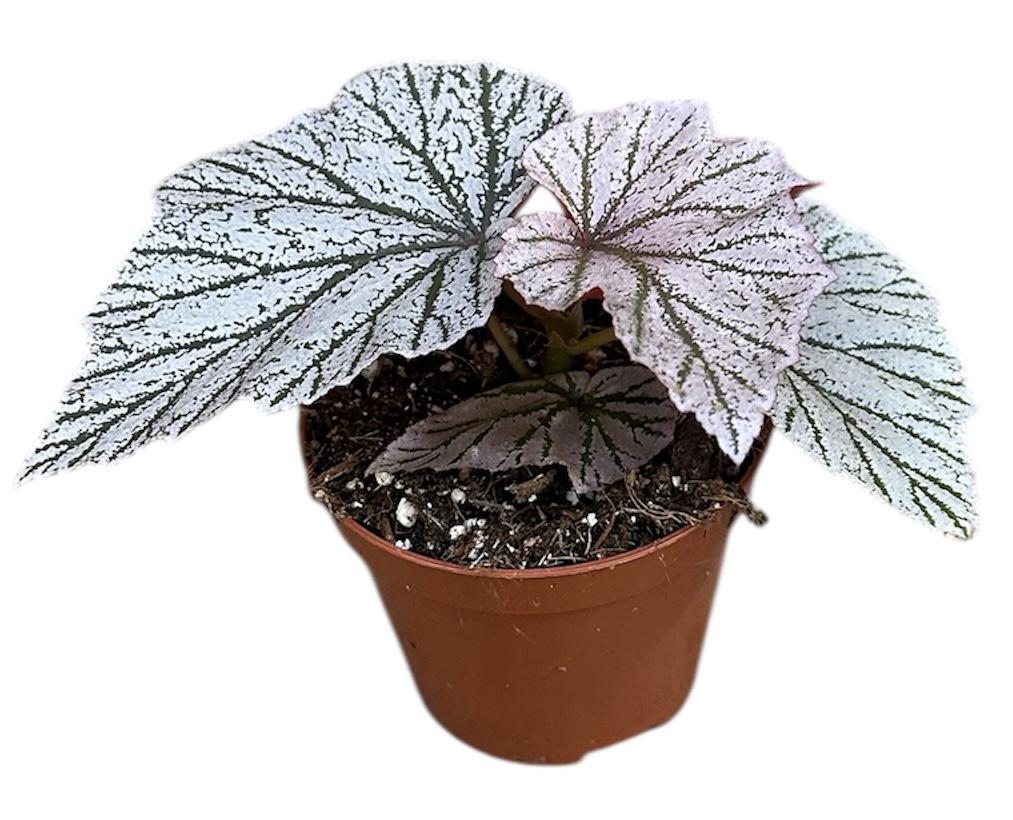 Горшечные цветы и растения оптом Begonia Pink Mix от 1шт (для телеги) из Голландии с доставкой по России