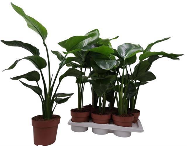 Горшечные цветы и растения оптом Strelitzia Nicolai от 6шт из Голландии с доставкой по России Горшечные цветы и растения оптом Strelitzia Nicolai от 6шт из Голландии с доставкой по России