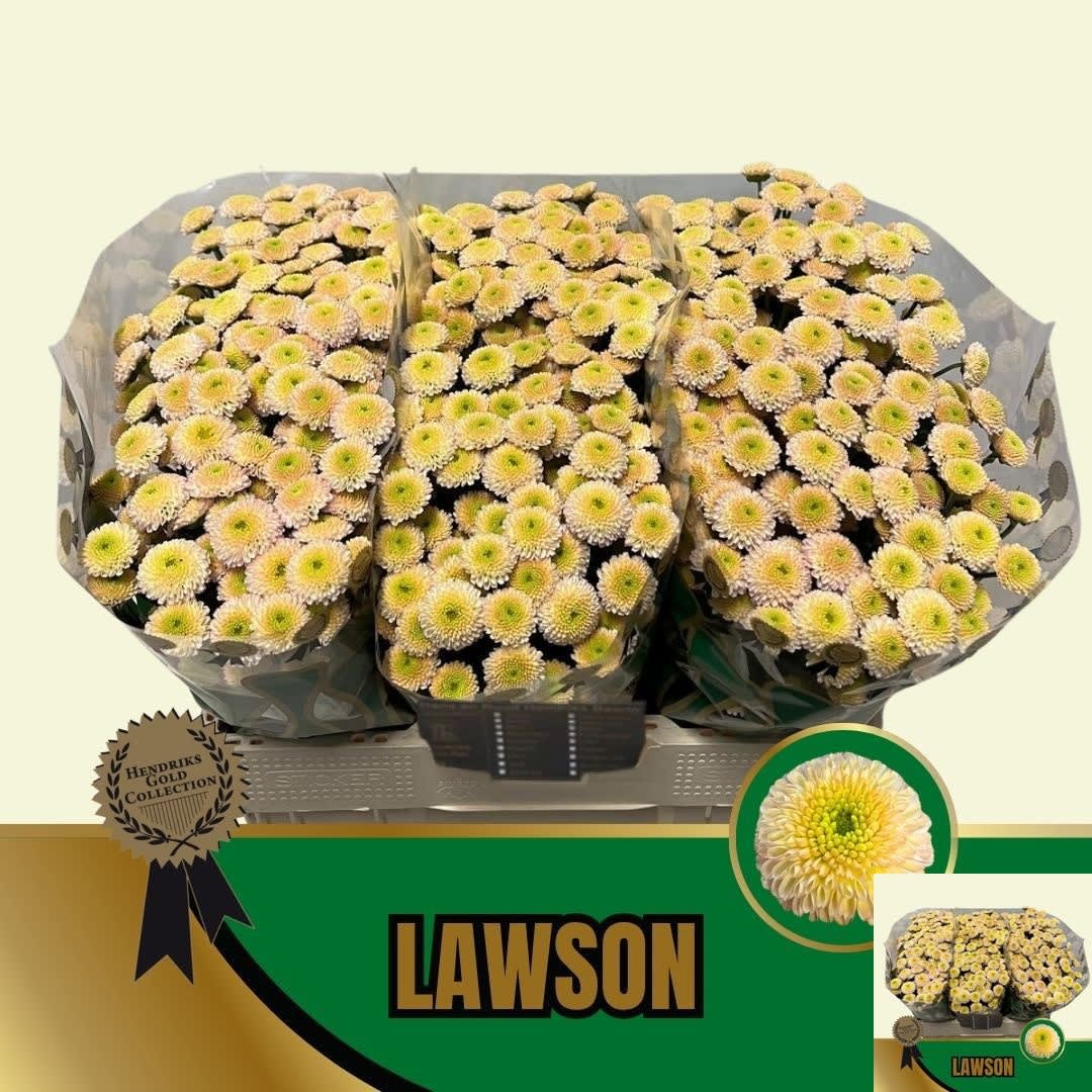 Срезанные цветы оптом Chrysanthemum sp lawson от 75шт из Голландии с доставкой по России
