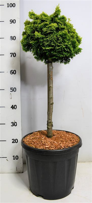 Горшечные цветы и растения оптом Chamaecyparis Obt Nana Aurea On Stem от 1шт из Голландии с доставкой по России