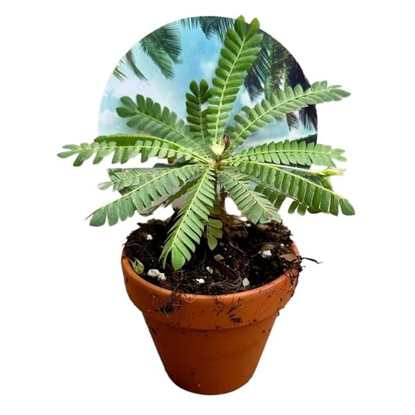 Горшечные цветы и растения оптом Biophitum Sensitivum от 12шт (для телеги) из Голландии с доставкой по России