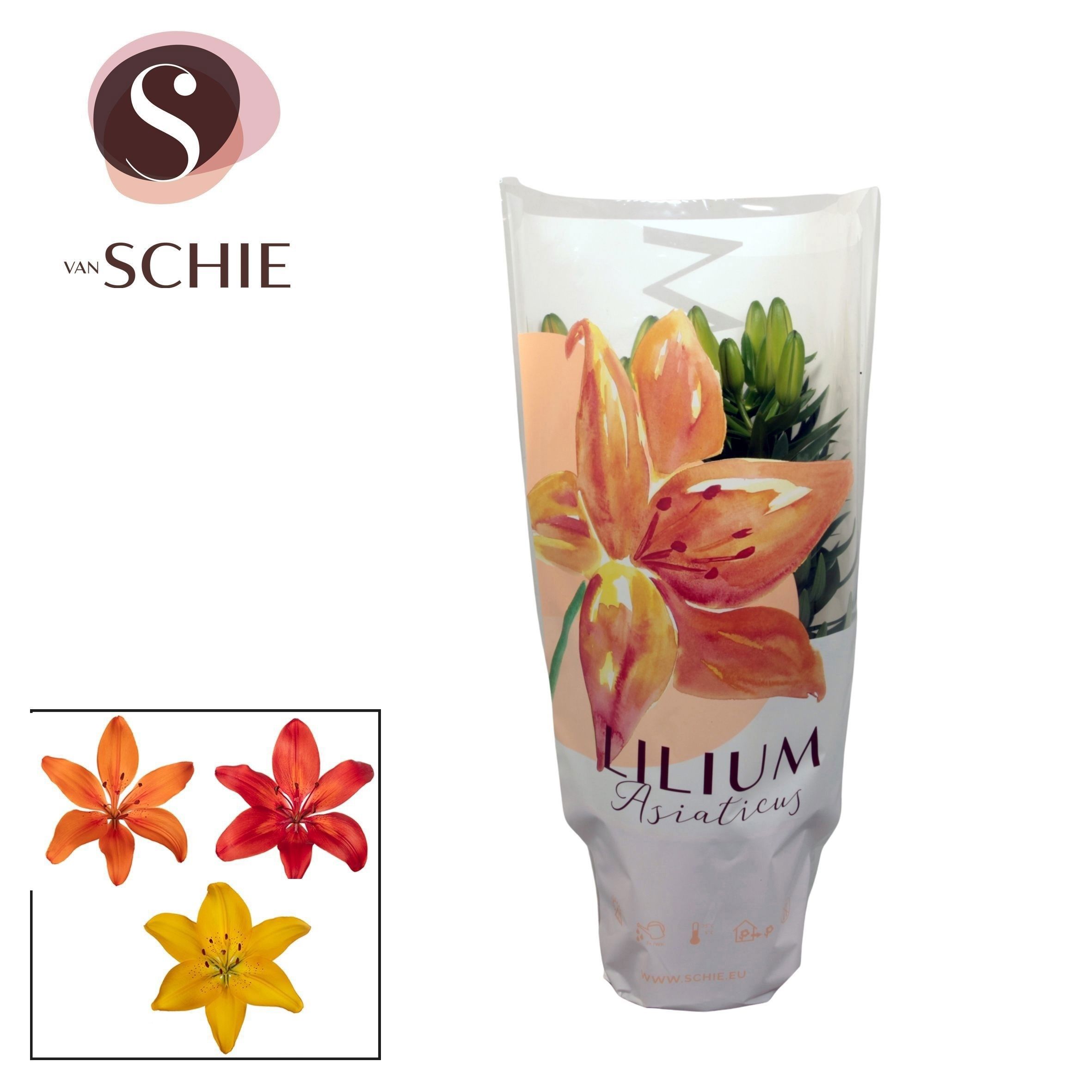 Горшечные цветы и растения оптом Lilium As Mix 3pp от 9шт из Голландии с доставкой по России