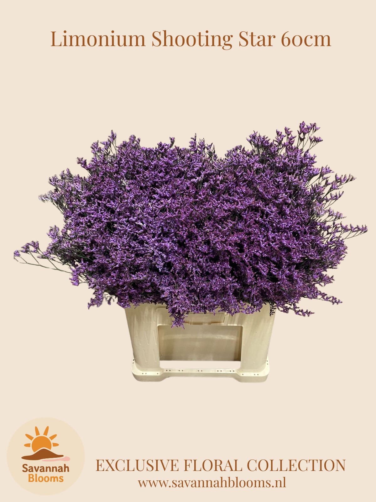 Срезанные цветы оптом Limonium shooting star от 100шт из Голландии с доставкой по России