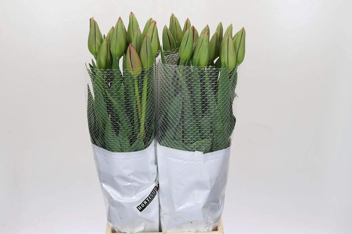 Срезанные цветы оптом Tulipa fre la romaine от 40шт из Голландии с доставкой по России