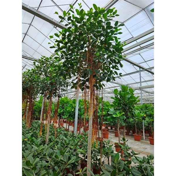 Горшечные цветы и растения оптом Ficus Australis On Stem от 1шт из Голландии с доставкой по России