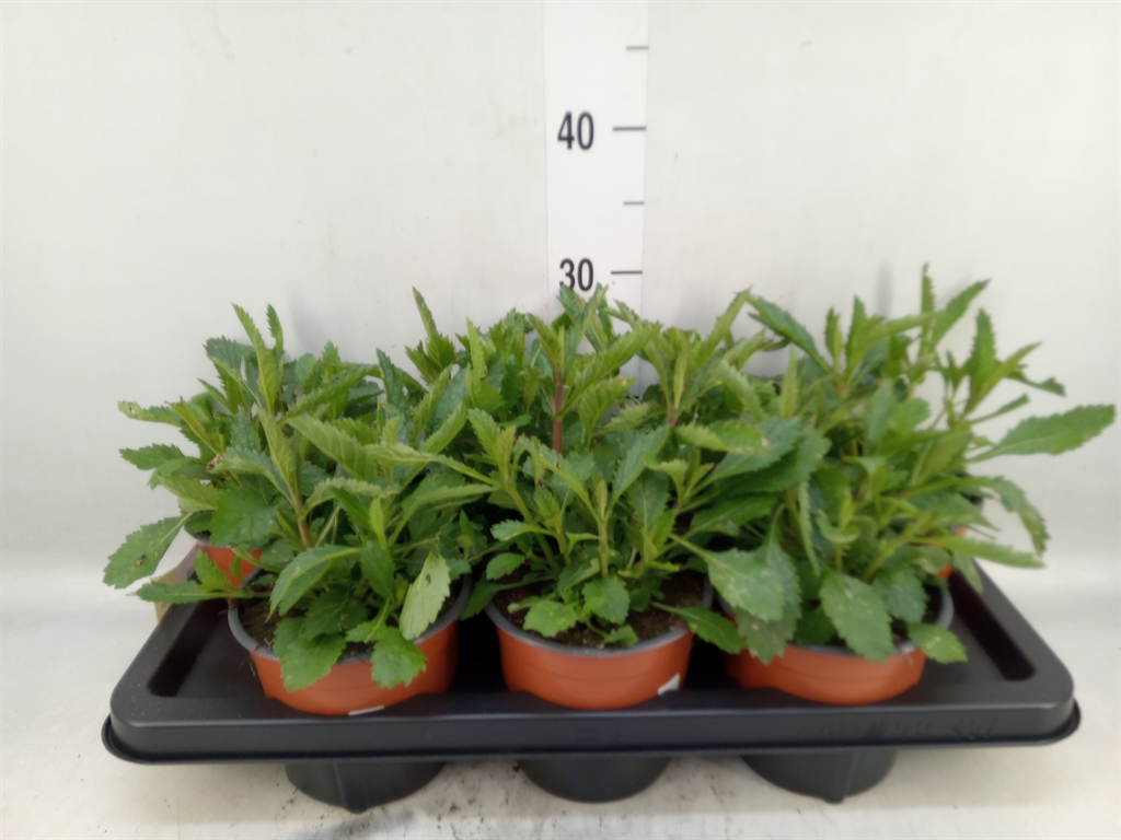 Горшечные цветы и растения оптом Verbena   ... от 7шт из Голландии с доставкой по России