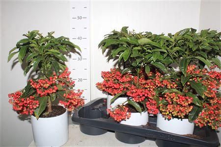 Горшечные цветы и растения оптом Ardis Crenata 44+ Keramiek Wit от 6шт из Голландии с доставкой по России