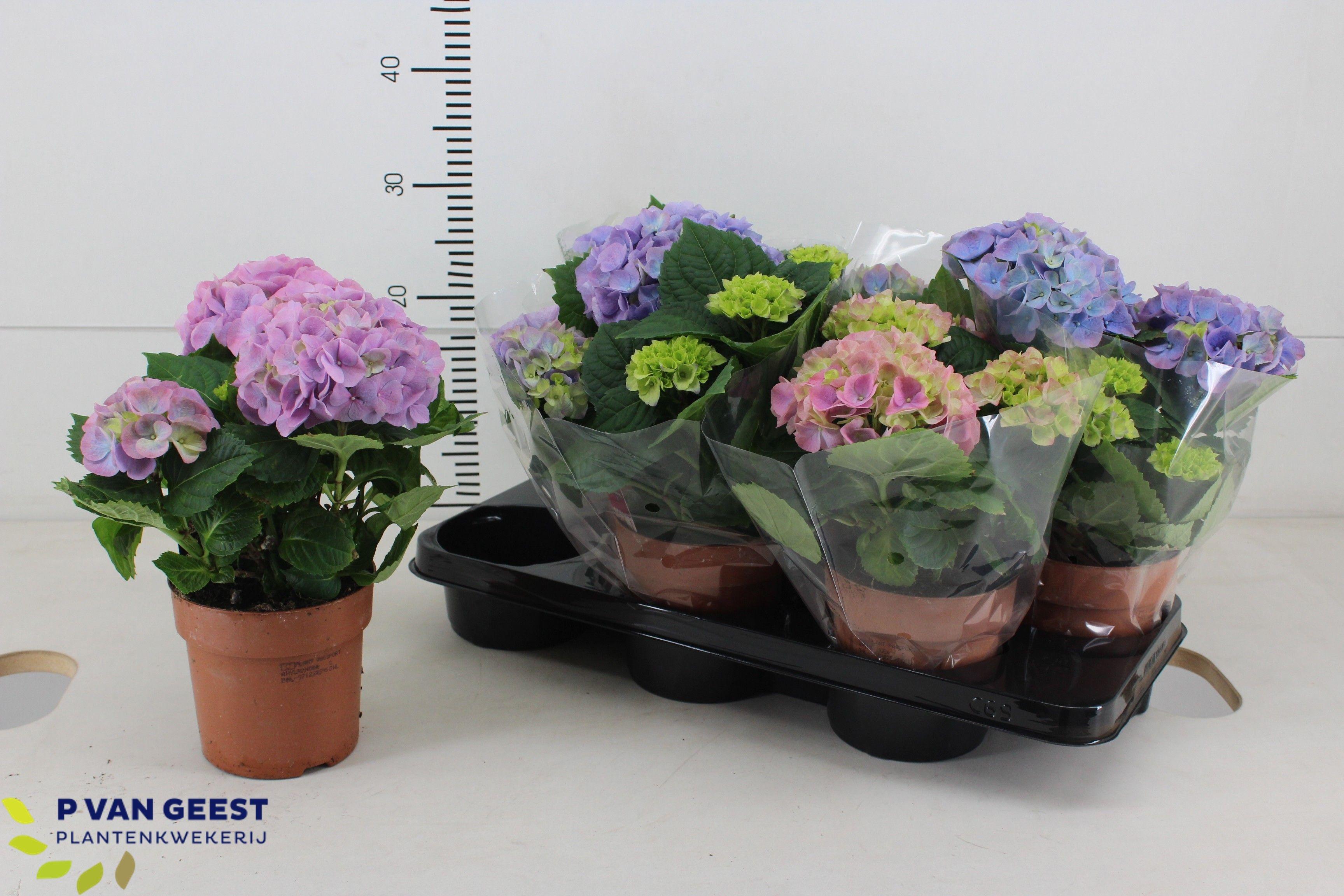 Горшечные цветы и растения оптом Hydr M Hi River от 6шт из Голландии с доставкой по России