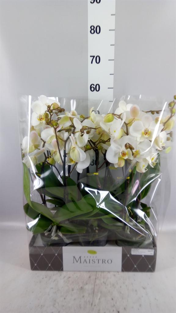Горшечные цветы и растения оптом Phalaenopsis ...white от 6шт из Голландии с доставкой по России