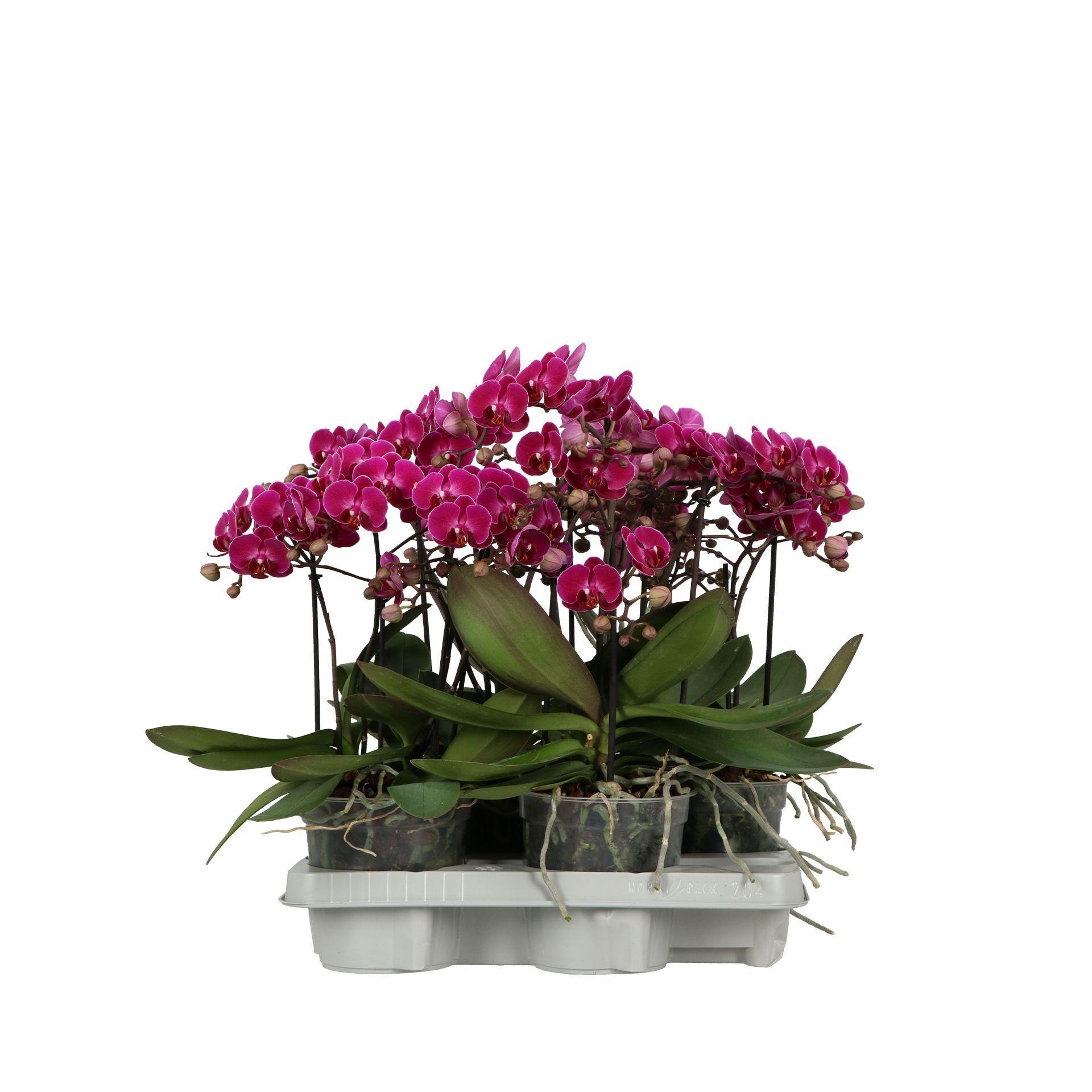 Горшечные цветы и растения оптом Phalaenopsis Mf. Purple от 6шт из Голландии с доставкой по России