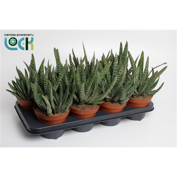 Горшечные цветы и растения оптом Gasteria Carinata Big Ben от 8шт из Голландии с доставкой по России