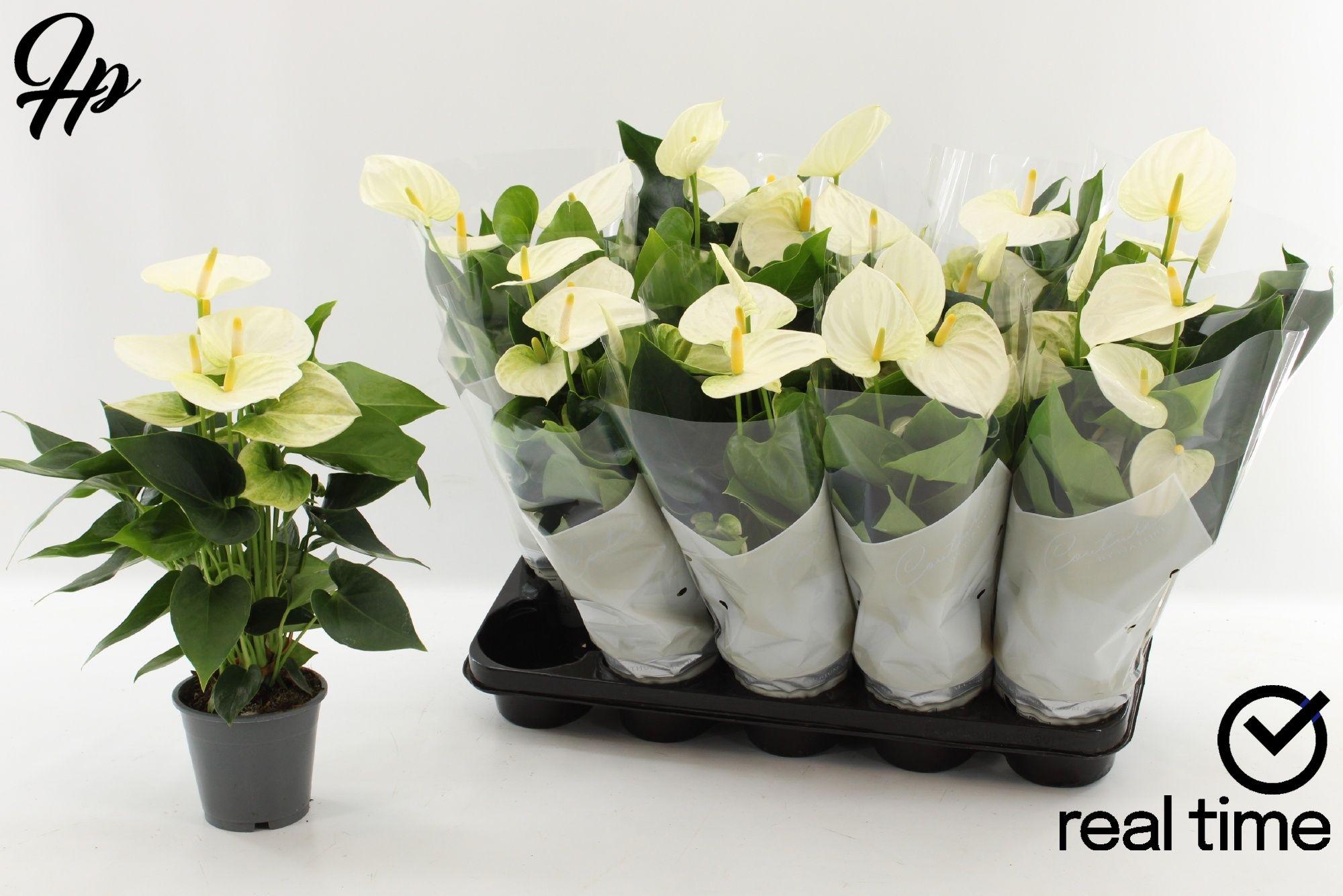 Горшечные цветы и растения оптом Anthu An Cocos от 8шт из Голландии с доставкой по России