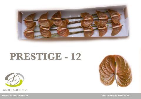 Срезанные цветы оптом Anthurium prestige от 16шт.. из Голландии с доставкой по России