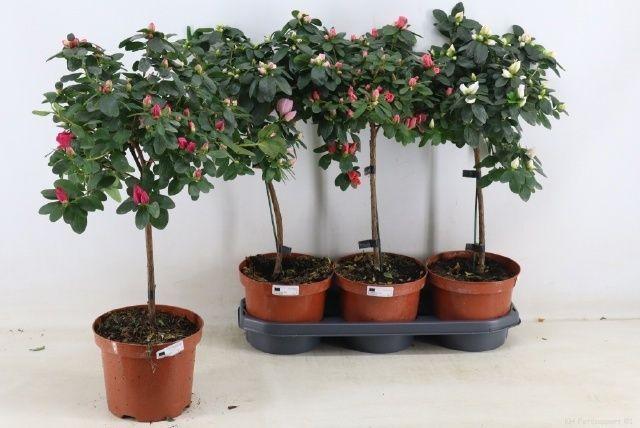 Горшечные цветы и растения оптом Rhodo Ov от 3шт из Голландии с доставкой по России