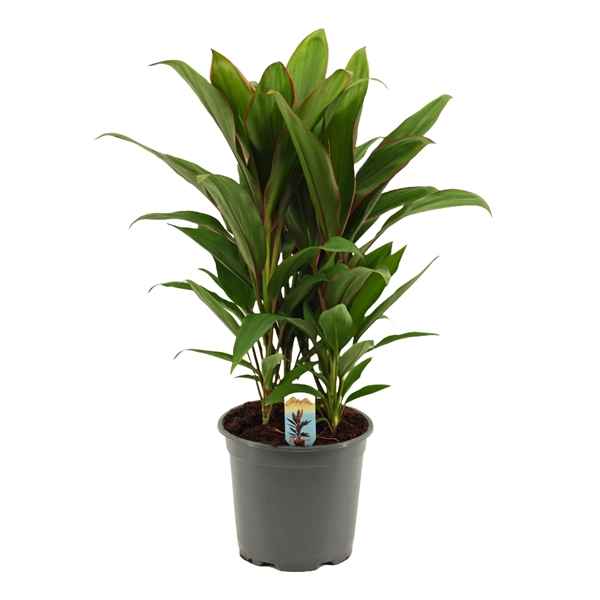 Горшечные цветы и растения оптом Cordyline Salsa 3pp от 5шт из Голландии с доставкой по России