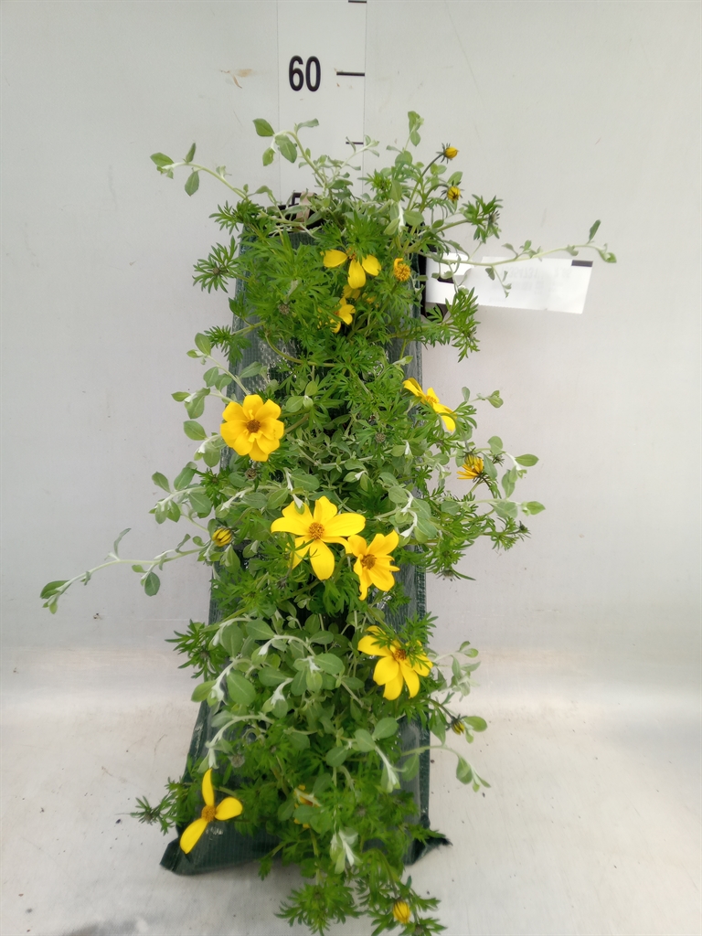 Горшечные цветы и растения оптом Bidens   ... от 1шт из Голландии с доставкой по России