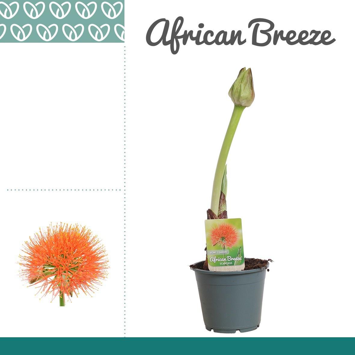 Горшечные цветы и растения оптом Scadoxus Multiflorus от 5шт из Голландии с доставкой по России