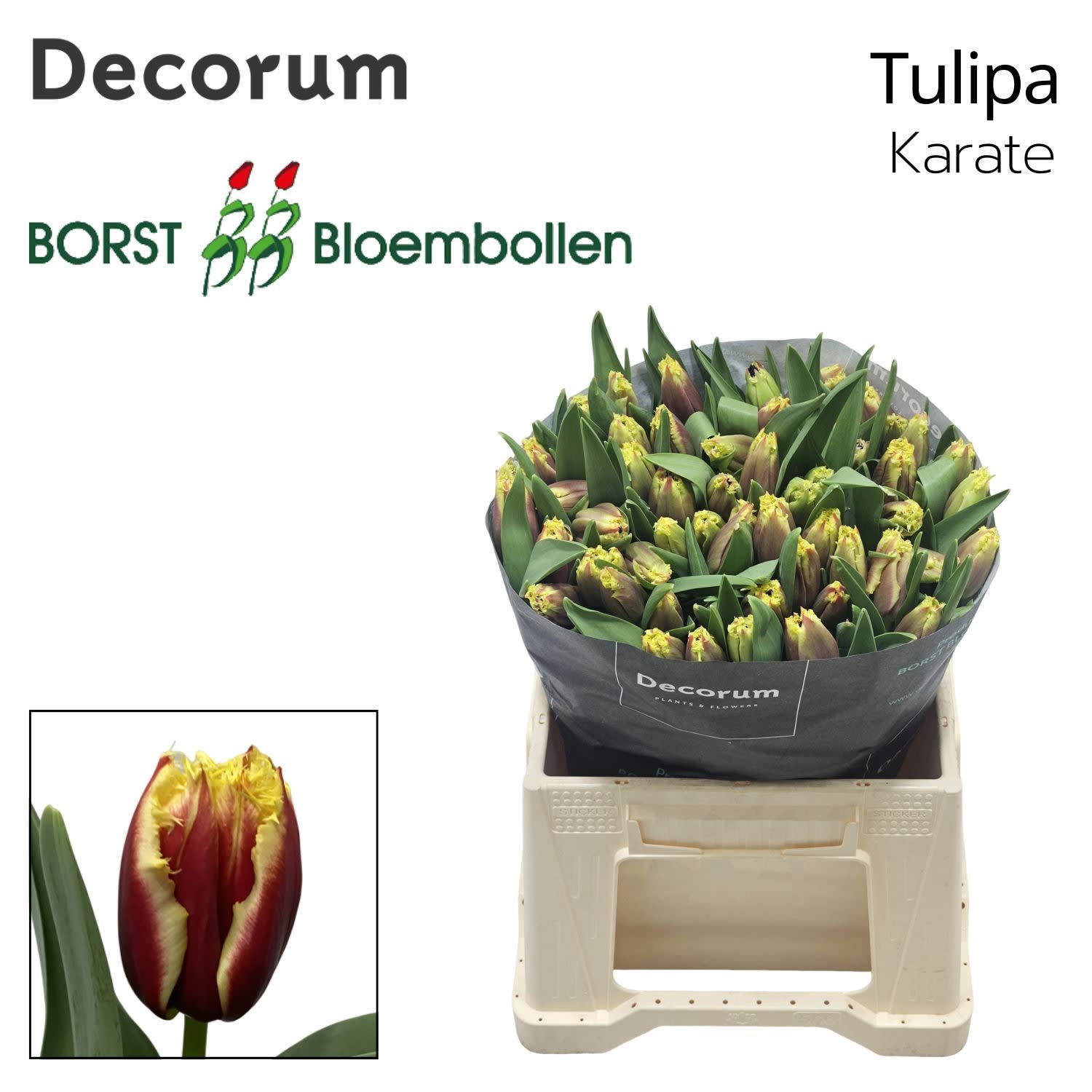 Срезанные цветы оптом Tulipa fr karate от 150шт из Голландии с доставкой по России