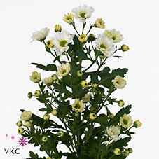 Срезанные цветы оптом Chrys sa rossi white от 75шт из Голландии с доставкой по России
