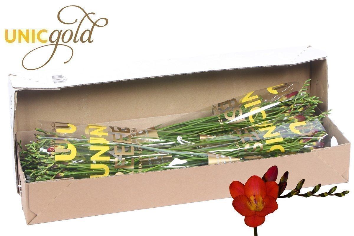 Срезанные цветы оптом Freesia si red passion от 100шт из Голландии с доставкой по России