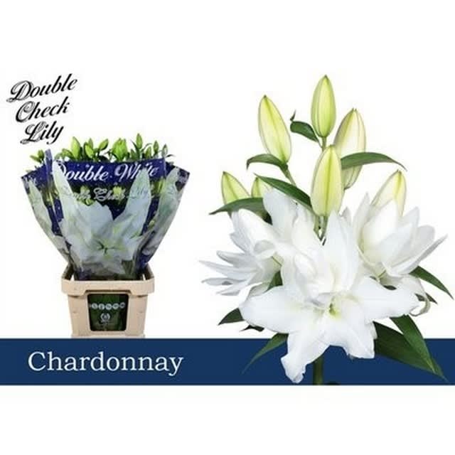 Срезанные цветы оптом Lilium or dbl roselily chardonnay от 30шт из Голландии с доставкой по России