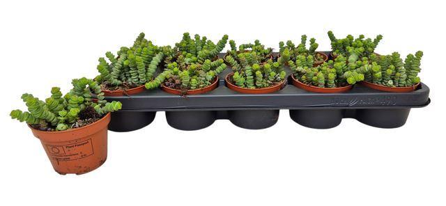 Горшечные цветы и растения оптом Crassula Marnieriana от 10шт из Голландии с доставкой по России