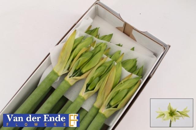 Срезанные цветы оптом Hippeastrum mini green valley от 15шт из Голландии с доставкой по России