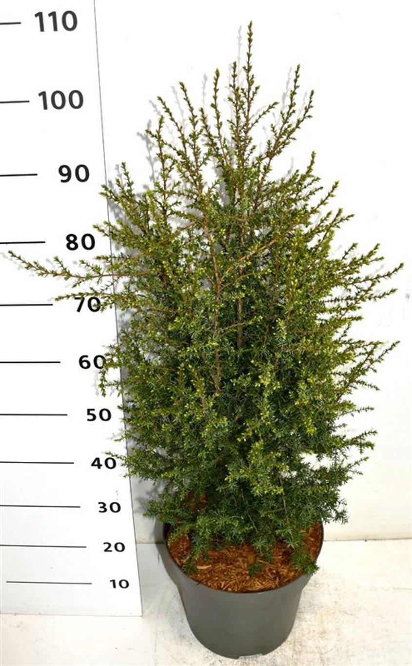 Горшечные цветы и растения оптом Juniperus Comm Suecica от 1шт из Голландии с доставкой по России